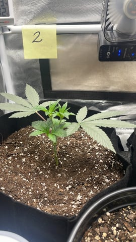 First Time  — vegetative, day 1