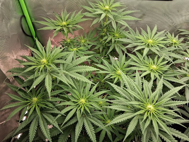 fruity pebbles, cap junky — flower, day 72