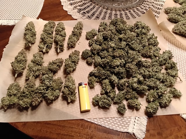 Starfighter/Ohio Guptilla Hybrid — harvest, day 59