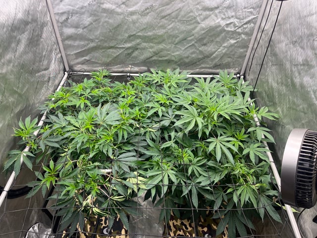 The Bling  — flower, day 72