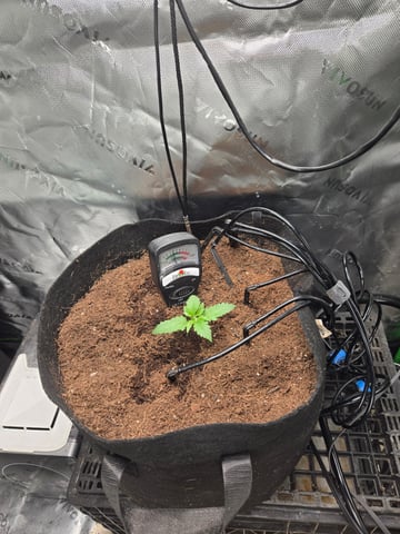 "Wedding Crasher"  Grow#2 — seedling_rooting, day 30