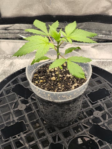 First grow — seedling_rooting, day 18