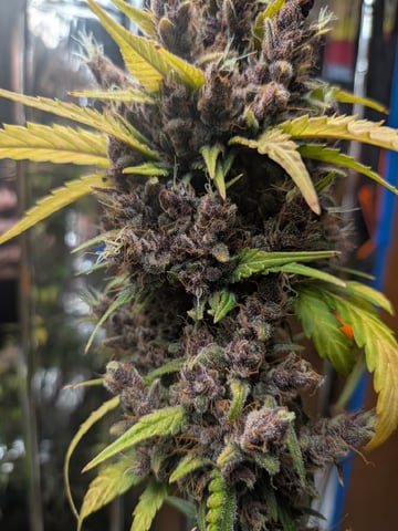 Mendo Frost / Gorilla Cookie / Banana Purple Punch  — flower, day 85