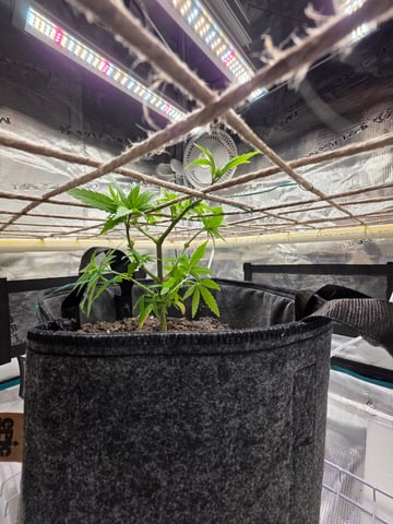 First try — vegetative, day 51