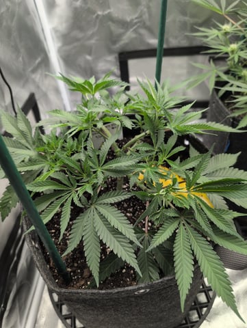 memphisto 3 bears OG, ethos high note r1 — flower, day 41