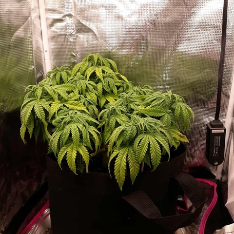 week 1 — flower, day 67