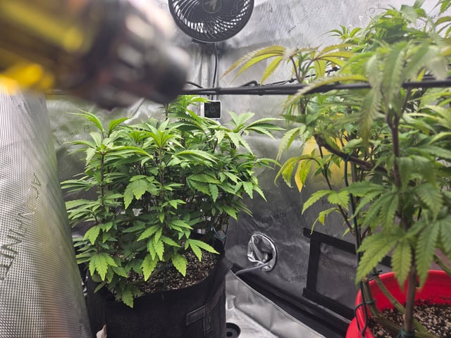 First Grow — vegetative, day 31