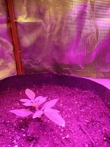 growing at home — seedling_rooting, day 1