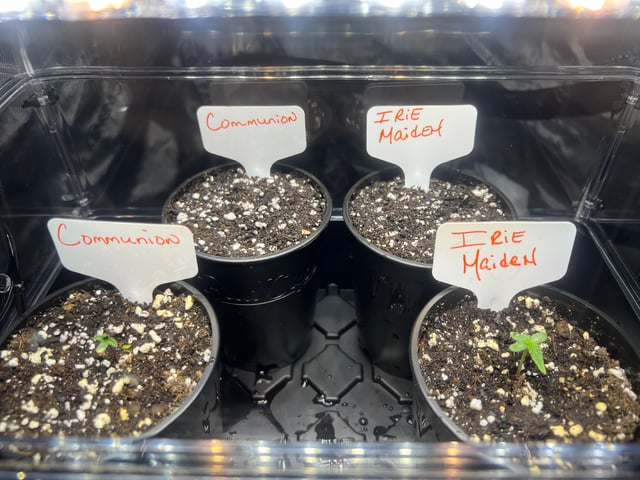 Grow 3: Romulan Genetics — seedling_rooting, day 6