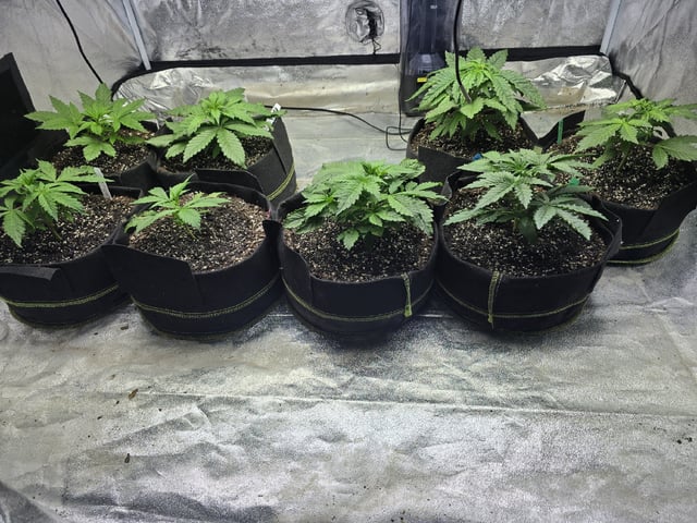 Autos AGAIN — vegetative, day 26