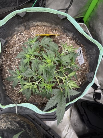 Indoor & Outdoor Grow 6 — flower, day 31