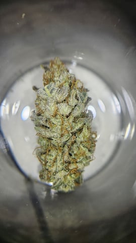 Jelousy Fast(Photo) & Ultra Voilet (Auto) — flower, day 48
