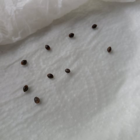 9x Bubba Kush Fem. — germination, day 3