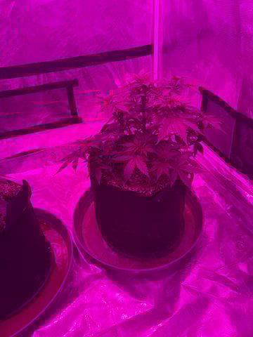 First Auto — vegetative, day 38