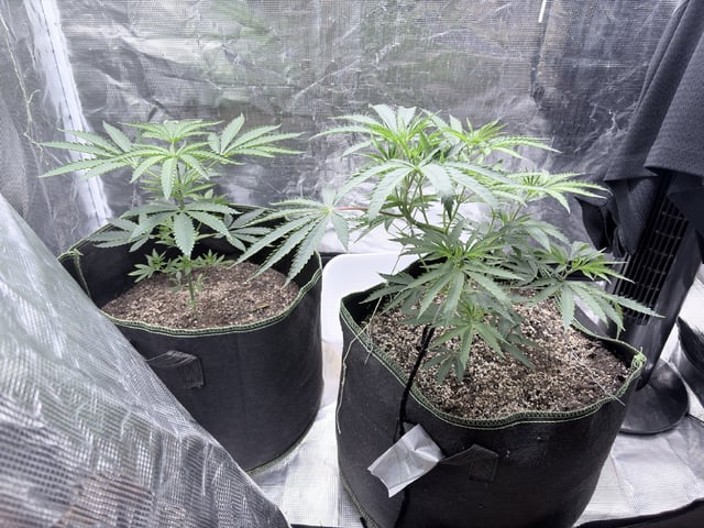 New LADIEZZ — vegetative, day 45