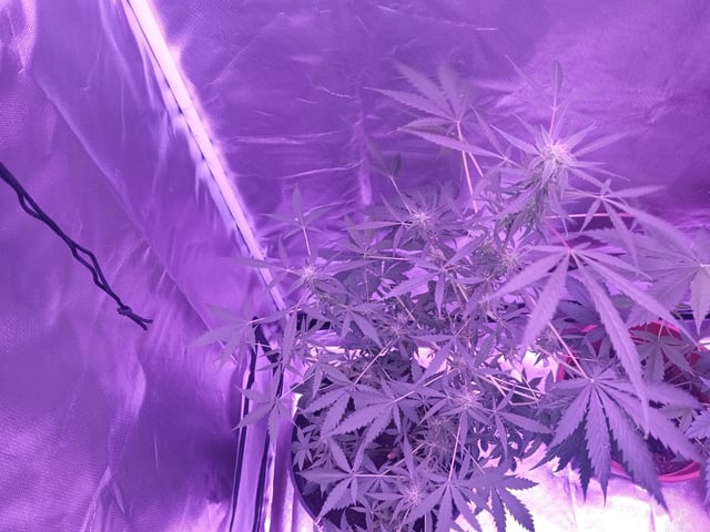 aurora auto — flower, day 71