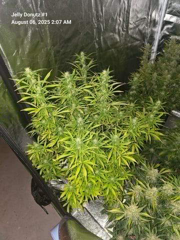 2nd Autoflower Indoor Grow — flower, day 71