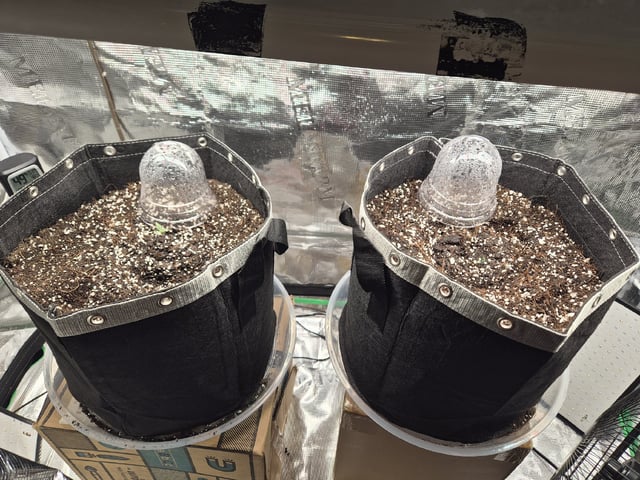 Sundae Driver — grow_setup, day 10