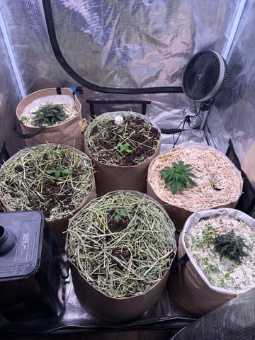 1.75 — vegetative, day 18