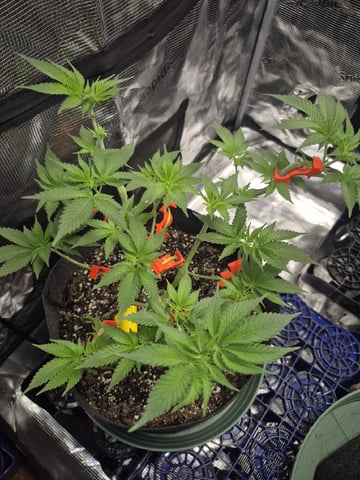 Grow 1 2026 Dream Widow — vegetative, day 57