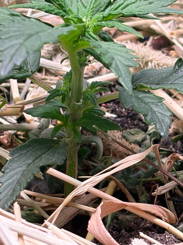 510 First Run! — flower, day 30