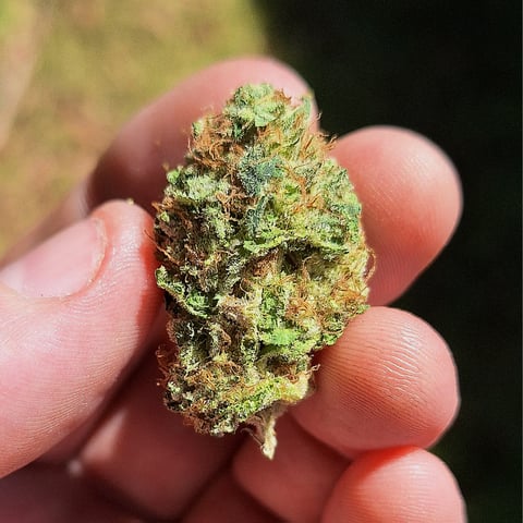 Blackberry Kush — done, day 154