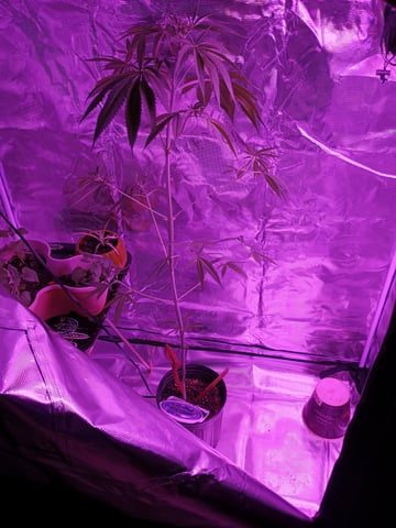 Orange pie — vegetative, day 29