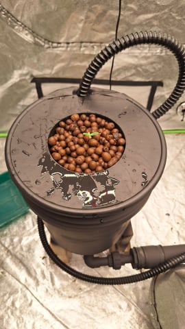 Blackberry Kush — seedling_rooting, day 4