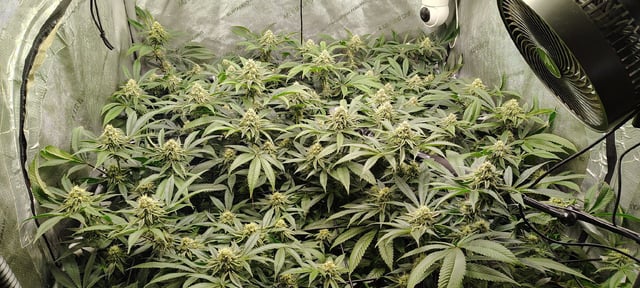 Punch Mints — flower, day 39
