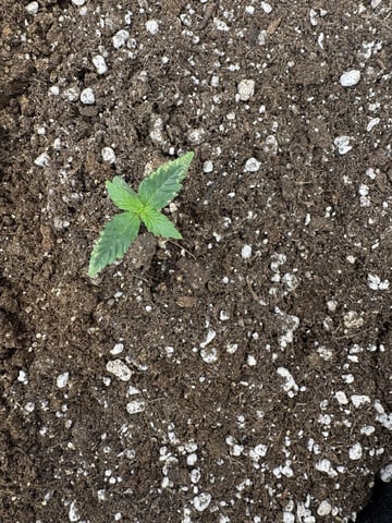 My First Grow