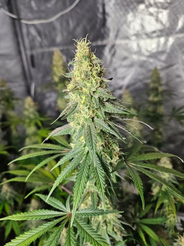 BLACKCHERRY SHERB — flower, day 78
