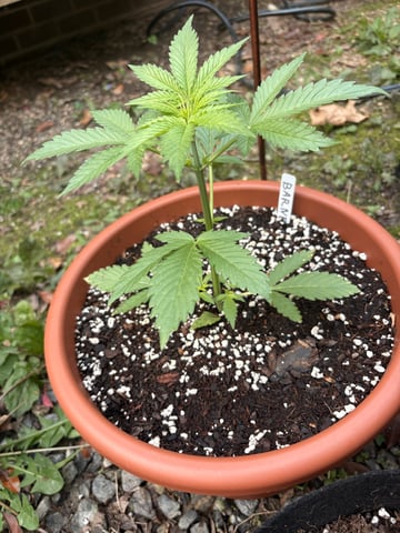 Rc Exotics — vegetative, day 26