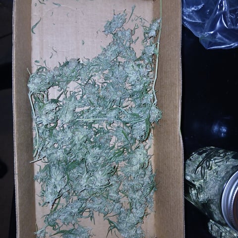 run #3 — harvest, day 116