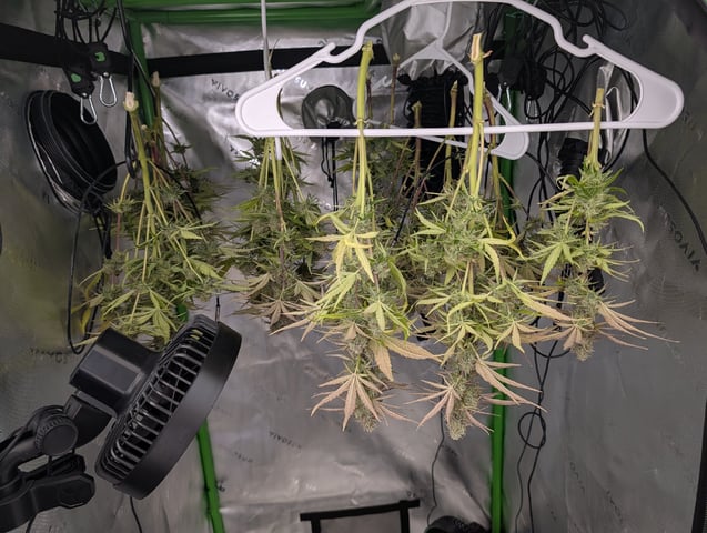 Titan F1 grow  — harvest, day 77