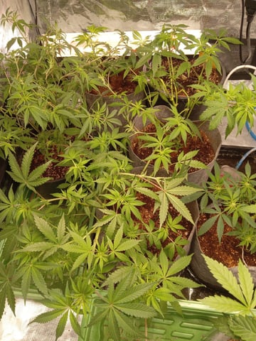 critical purple kush x peyote wifi  in the auto pot system tray 2 grow with added microhazian to the coco coir  — flower, day 100