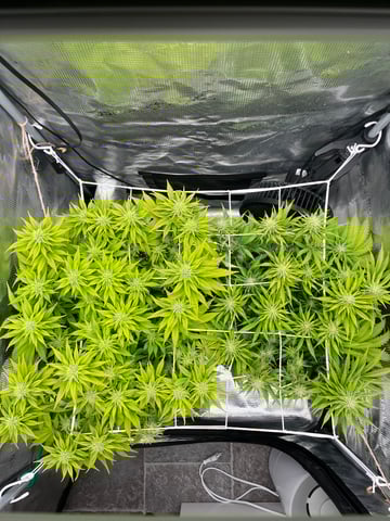 Gorilla Zkittlez & RS #11 — flower, day 72