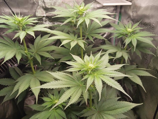 Gorilla Sherbert Feminized From Blimburn Seeds  — flower, day 49