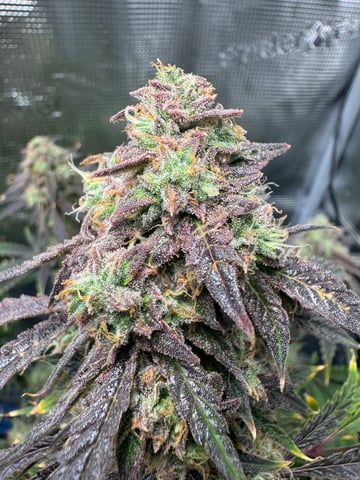 wedding cake auto FIRST GROW! — flower, day 71