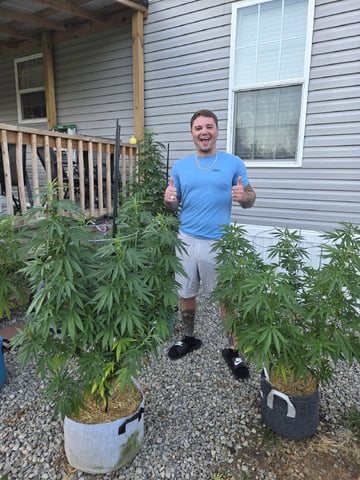 Outdoors L.S.D and Cinderalla 99  — vegetative, day 47