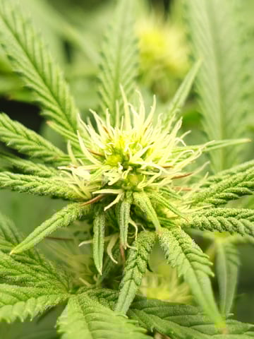 First clones (Dr nefario)  — flower, day 44