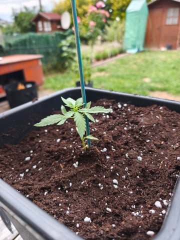 Auto maroc purple — seedling_rooting, day 22