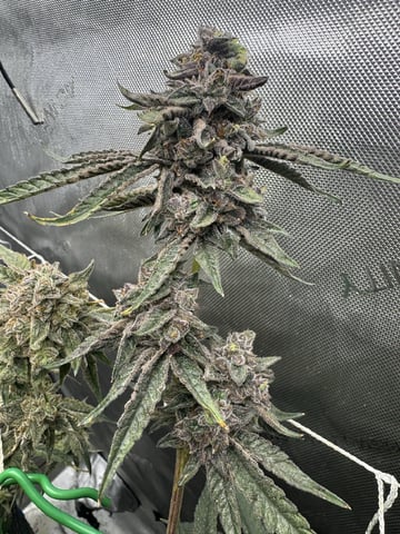 catpiss canyon & Apple Candie  — flower, day 44