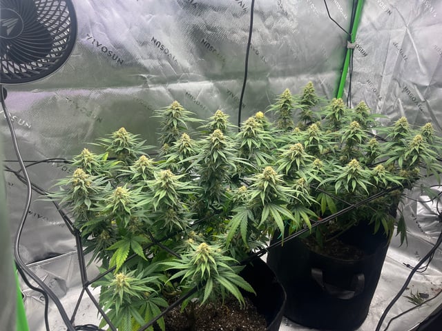 Blue Dream Photos — flower, day 88