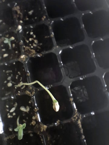 Free Seeds — seedling_rooting, day 12