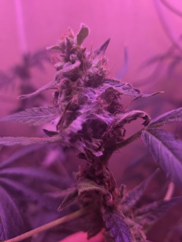 First Grow — flower, day 113