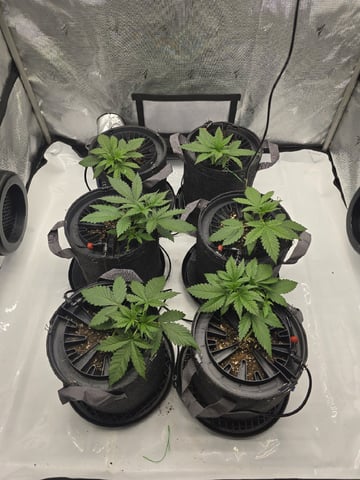 2nd Grow Lemon Cherry Cookies — vegetative, day 23