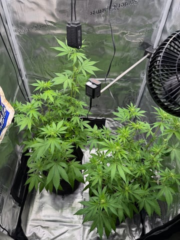  Trying to go big — flower, day 88