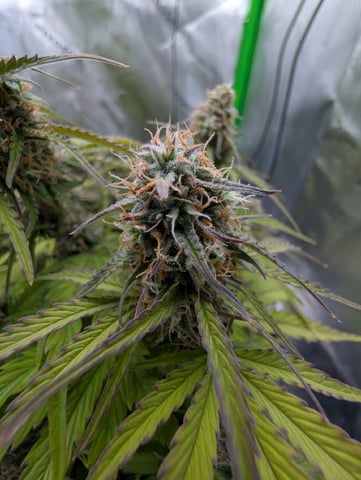 Titan F1 grow  — flower, day 73