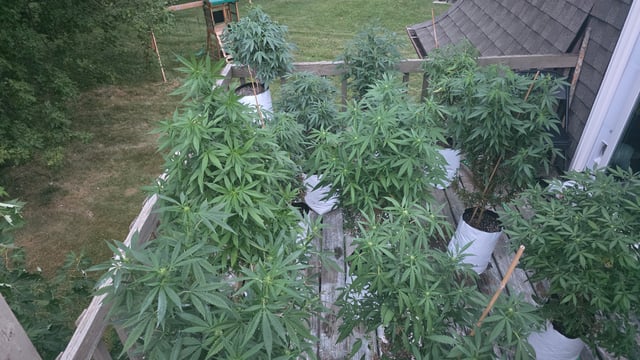 Outdoor 2025 — flower, day 138