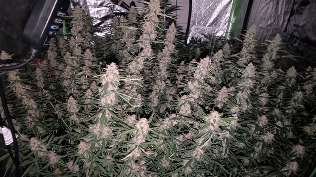 Strawberry Cheesecake Seedsman Seeds Autoflowers x2 — flower, day 81